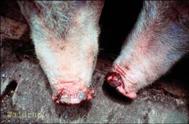Foot-and-Mouth Disease Swine
