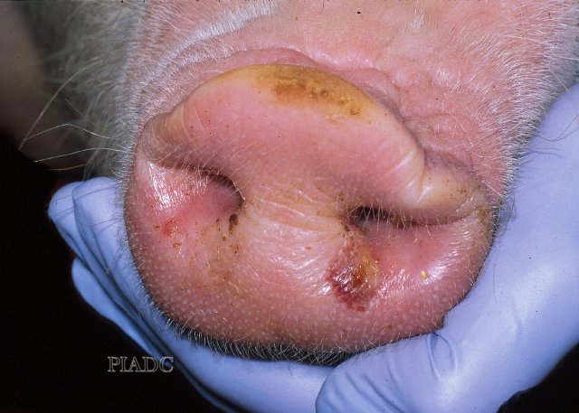 Foot-and-Mouth Disease Swine