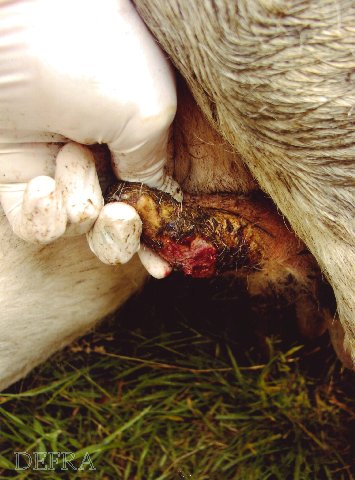 Foot-and-Mouth Disease Teat Lesions