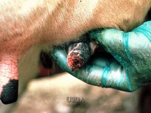 Foot-and-Mouth Disease Teat Lesions