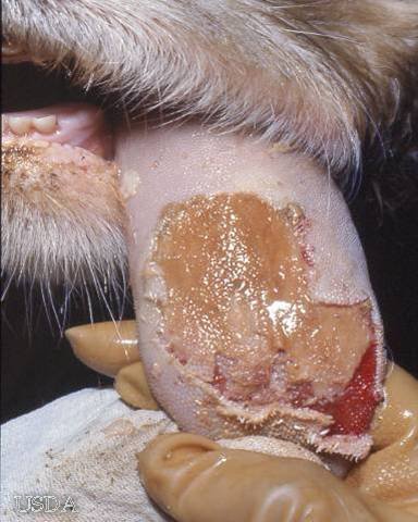 Foot-and-Mouth Disease Tongue Lesions