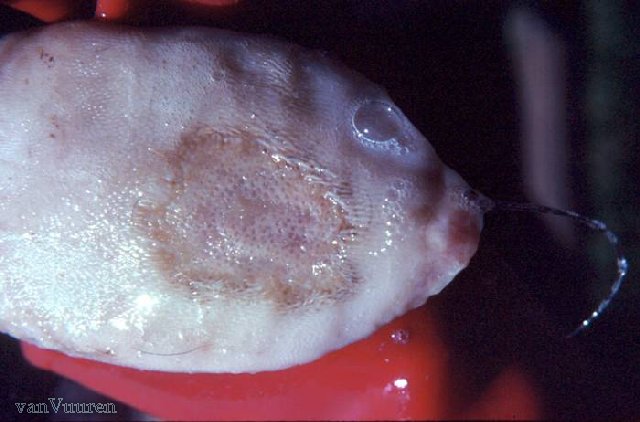 Foot-and-Mouth Disease Tongue Lesions