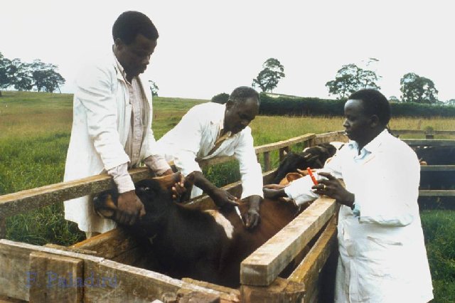 Rinderpest Vaccination 1987