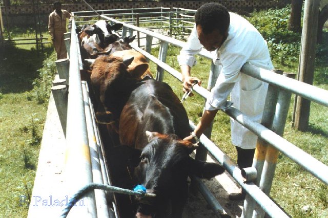 Rinderpest Vaccination Kenya