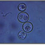 PARASITE AND MICROSCOPIC ID STUDY