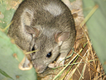 laboratory mouse 
