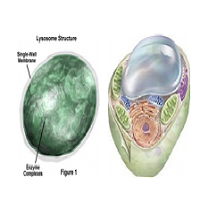 ek cells vs organ image 5 top