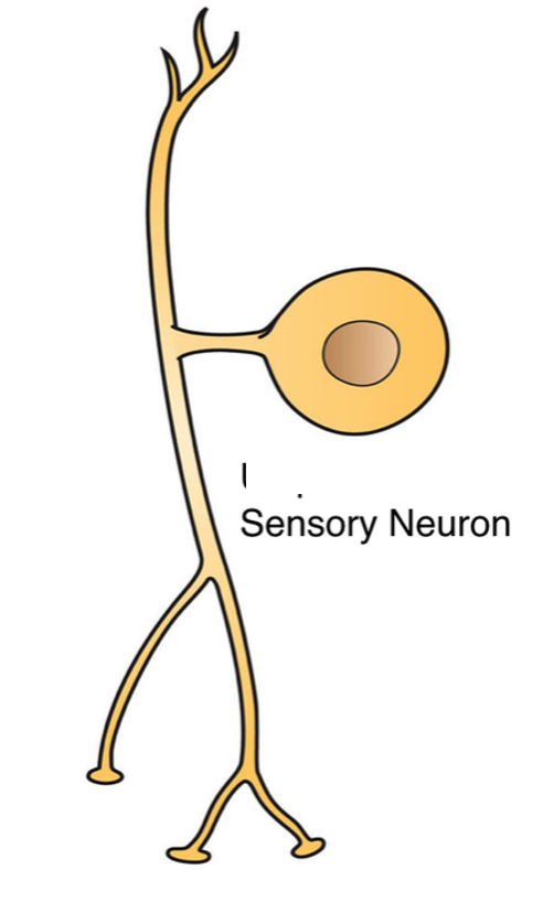 Unipolar Sensory neuron