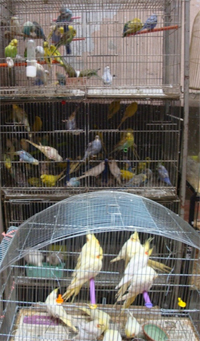 Parrot Trade