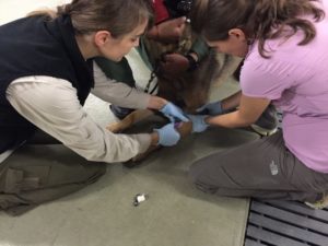 Alyssa and Sara drawing blood from a patient (dog)