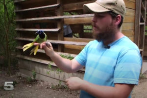 researcher holding a green jay