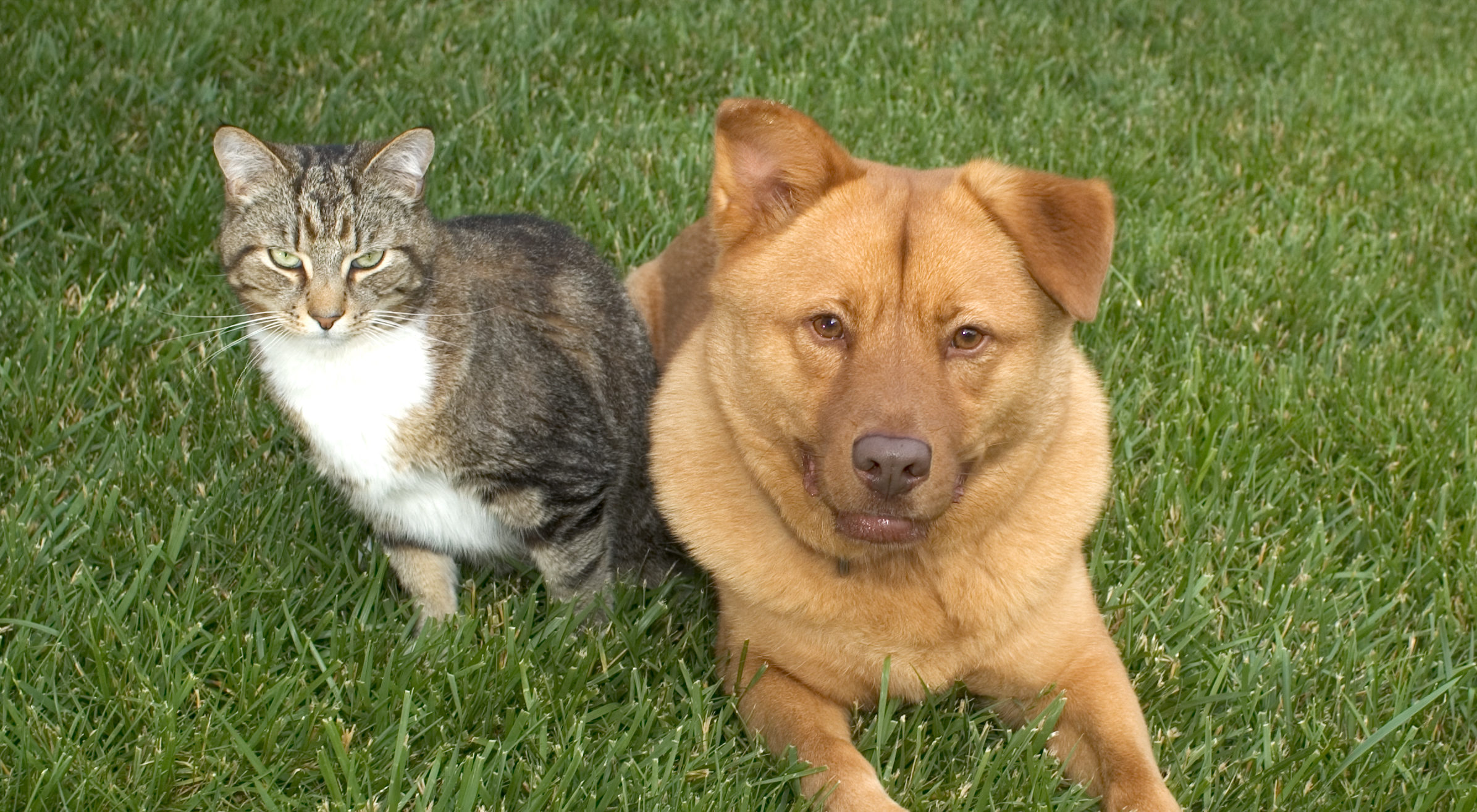 A Gray Tabby Cat with a Tan Chow Dog companion on grass