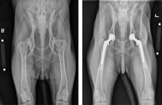 Milo's Total Hip Replacement