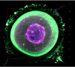 live cell imaging