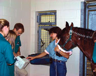 Dr. Joanne Hardy answers questions for students during their large animal emergency clinical rotation