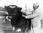 Dr. Mark Francis inoculates a bull