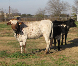 Photo - some of the cattle used in the research