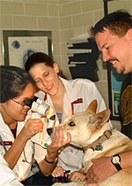 Veterinary students on ophthalmology rotation