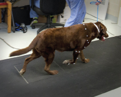 Tracking limb movement Tracking limb movement