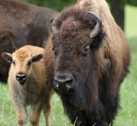African Wildlife: Buffalo
