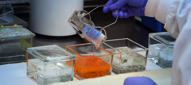Toxicology, Oncology, and Environmental Health Sciences Toxicology, Oncology, and Environmental Health Sciences