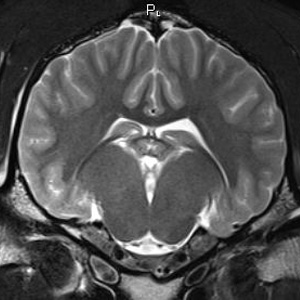 3T MRI of a horse brain