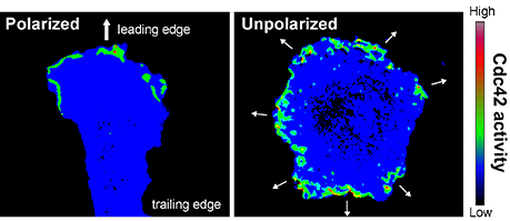 Cell polarization Cell polarization