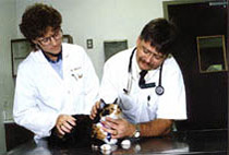 Veterinarians giving a checkup Photograph of Veterinarians Giving a Checkup