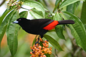 black and red bird with blue beak