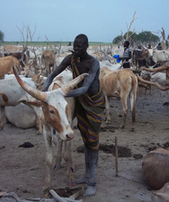Thin Cattle In Developing Nation