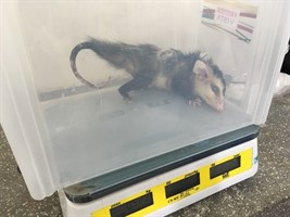 opossum trapped