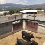 2 black bulls in corral in Spain