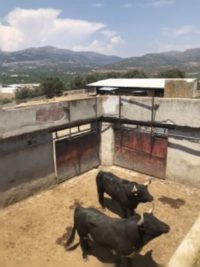 2 black bulls in corral in Spain