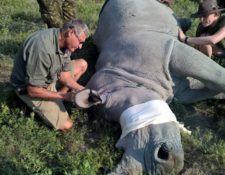 Seminar speaker Dr. Erik Verreyne and student in hat crouching to examine a sedated rhinoceros 