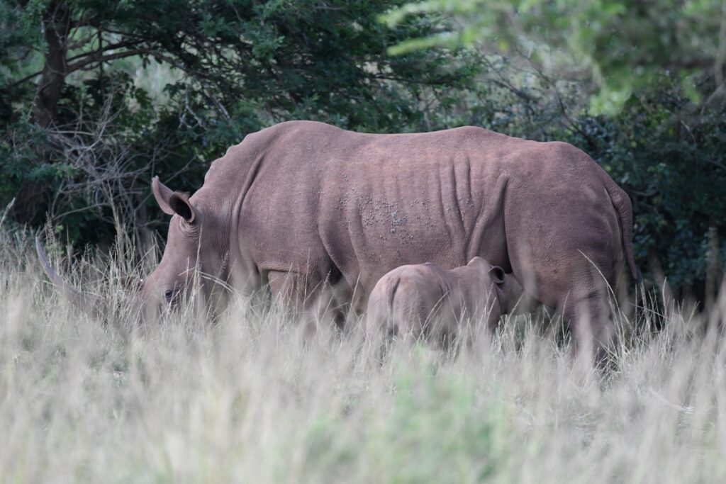Mother rhinoceros with baby nursing in the wild