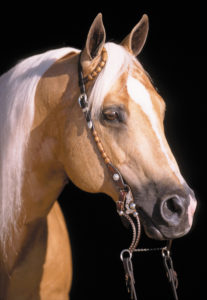 spark shining legends stallion rose carol quarter breeding facility address auction gainesville tx