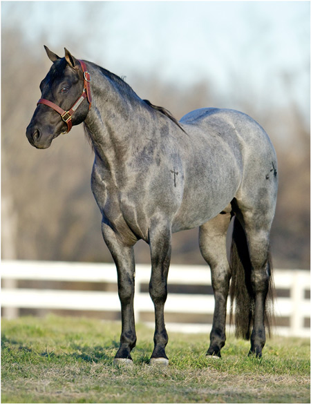 Stone Blue Valentine 1 Legends Premier Stallion Auction