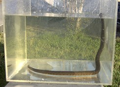 Yellow-Belly Watersnake