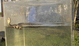 Cottonmouth in water