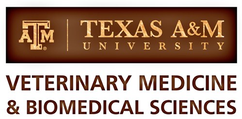 Texas A&M Equine | Teaching, Research, Extension and Service