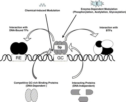 Specificity protein (Sp) pathway