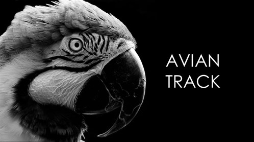 Avian Track