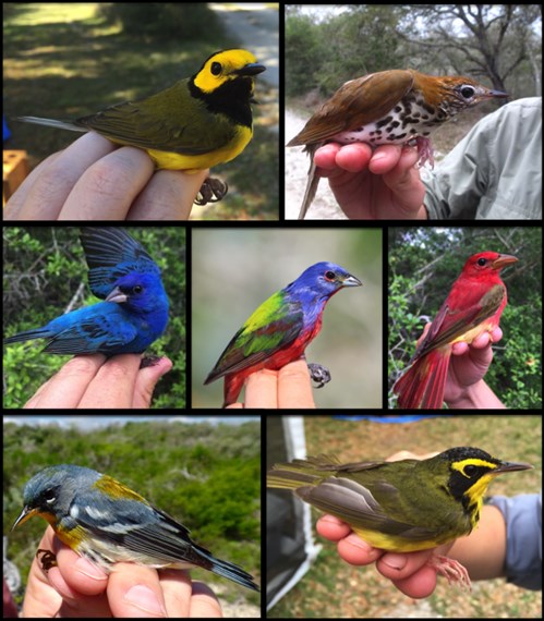 Collage of Birds