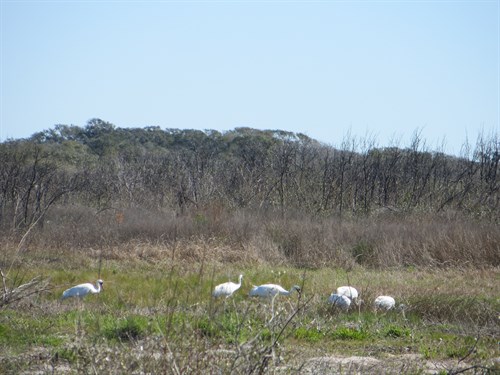 Whooping cranes in a field