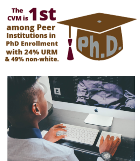 The CVM is 1st among Peer Institutions in PhD Enrollment with 24% URM & 49% non-white
