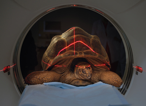 diagnostic imaging on a tortoise