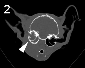 CT image of a cat