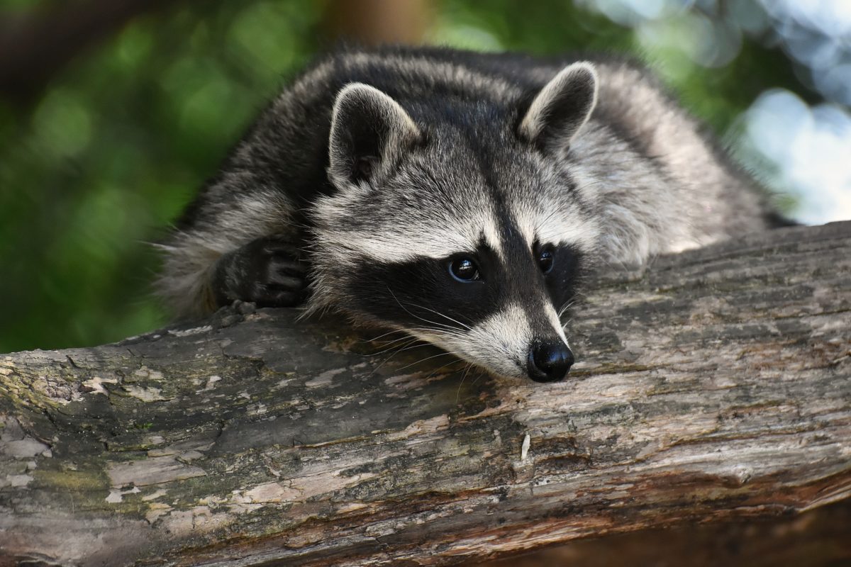 Dealing With Neighborhood Raccoons | VMBS News