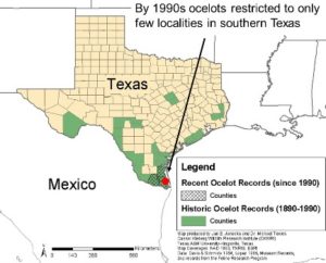Janecka’s Efforts to Save the Ocelot Population in Texas | VMBS News