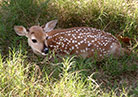 Dewey, the world's first deer clone was born - May 23, 2003